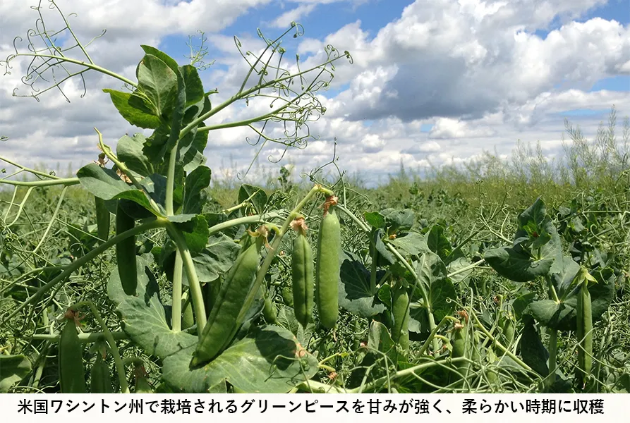 サイゼリヤのおすすめメニュー2019 お得ランチの野菜は賛否両論？ – grapeグレイプ