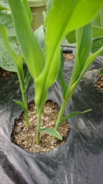 育苗のプロが教える！ トウモロコシの苗作りポット育苗～完成編 9cmポット あらゆるトウモロコシ・スイートコーンの品種に応用できます