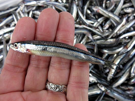 製品案内カラーきびなご レッド・ブルー・イエロー・パープル株式会社浜市 総合釣り餌メーカー 釣らせ名人