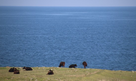 オオワライタケ食レポハンターシェフ