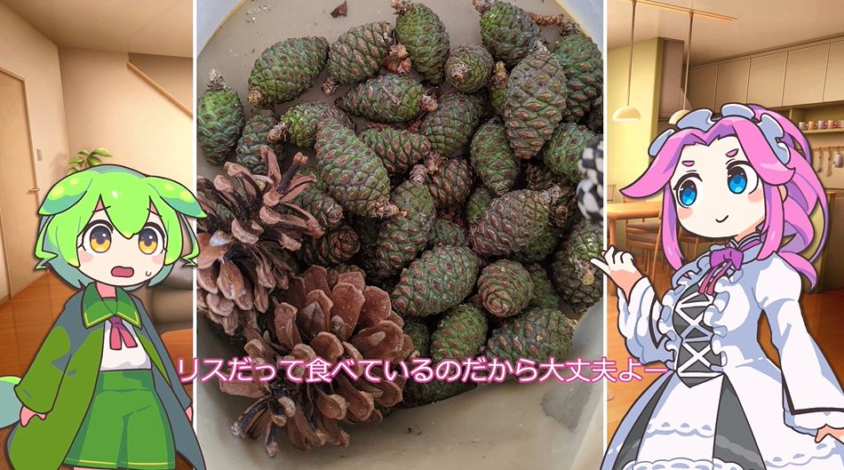 特集 美容系youtuberが実践した最強の松の実の食べ方！ナッツ通販の専門店大島ナッツ