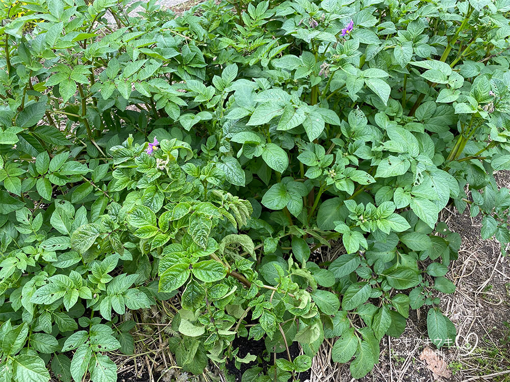 ズッキーニ、モザイク病で夏を終える。 - kurashito～暮らしと