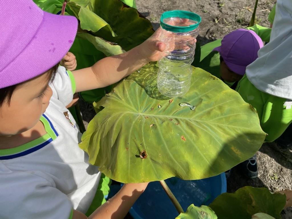 大きな葉っぱ💚トトロの世界‼️ – わんぱく自然農園