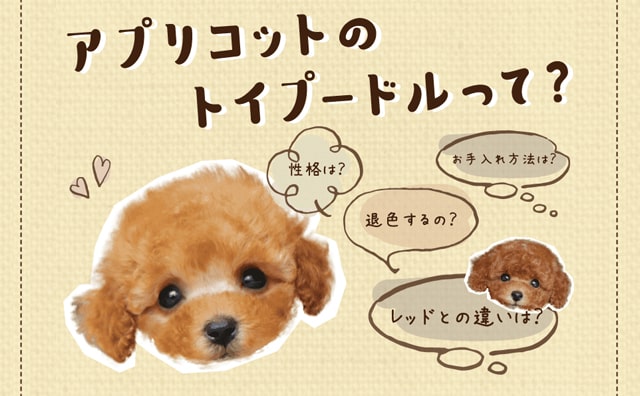 アプリコットカラー – 組み合わせ、16進コード - Shutterstock