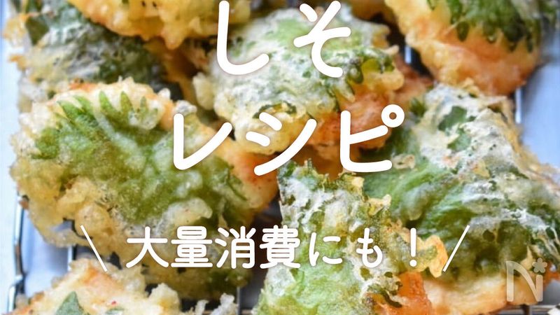 青シソ 大葉 餃子 〜青じそで緑色の餃子をつくる - バジルと大葉 しそ ＆ハーブ栽培 育て方 とレシピ：ガーデニングと家庭菜園の栽培ヒント