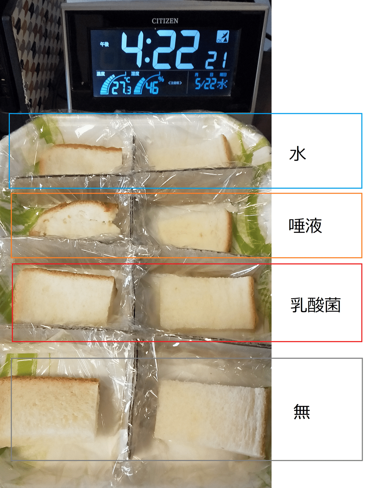 カビと乳酸菌に関する自由研究frnfnts