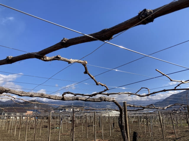 庭植えブドウ「シャインマスカット」冬剪定 : スーの家の自然栽培で家庭菜園12ヶ月