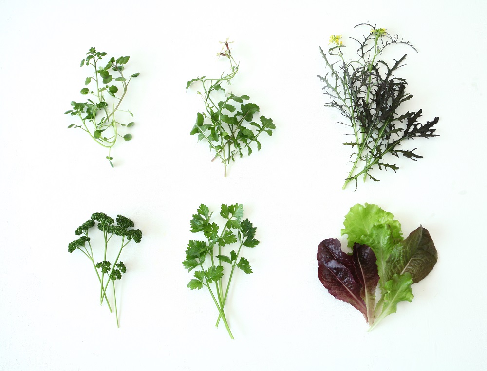 16種類の葉物野菜と使い方ELLE gourmetエル・グルメ