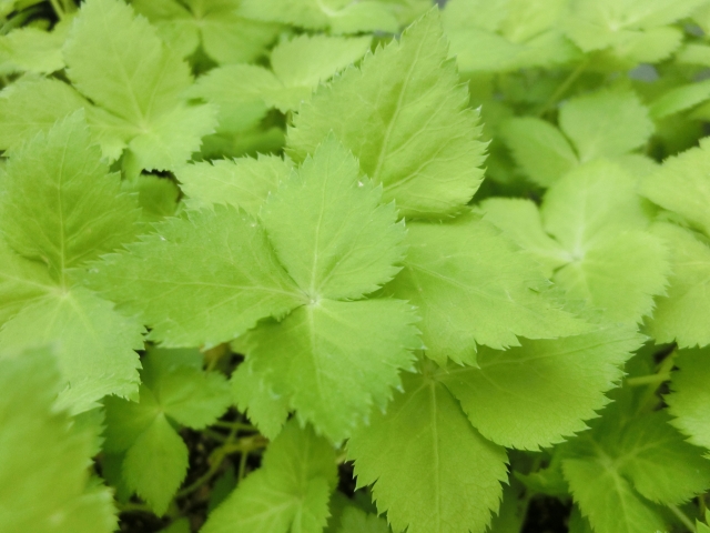 パクチーの代用になる食材まとめ！三つ葉、セロリ、コリアンダー、etc 生活の知恵大全
