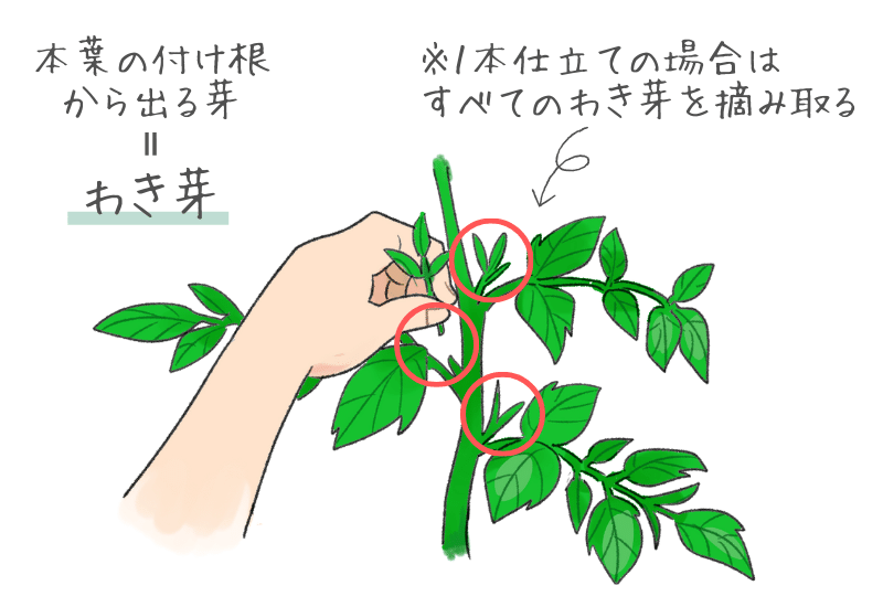 トマトの脇芽から挿し木で苗を作る方法 家庭菜園向けのミニトマト栽培のコツやさいガーデン