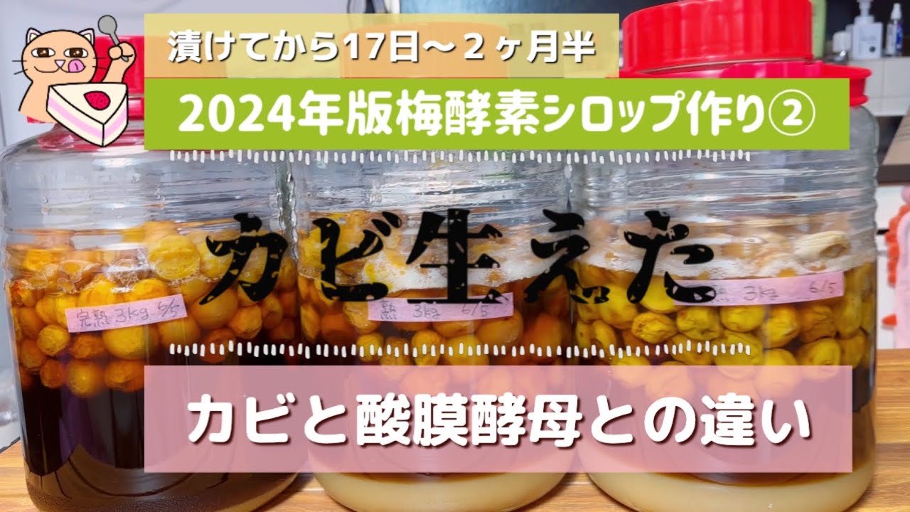 梅シロップにカビ発生 飲めるかどうかの見分け方! カビの原因&カビを防ぐポイントまで解説!しゅわしゅわブログ
