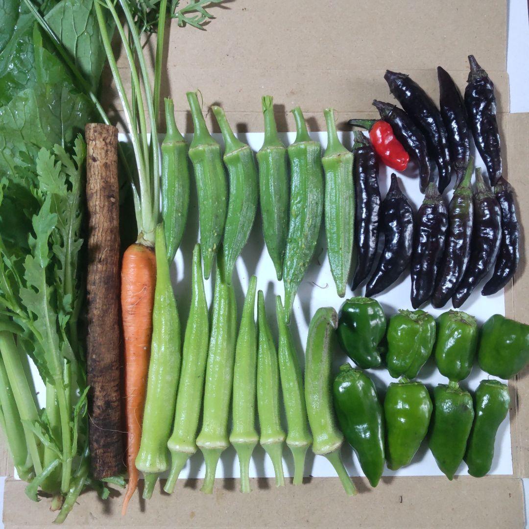 「きじまりゅうたの小腹すいてませんか?」小松菜とピーマンのみそ卵炒め