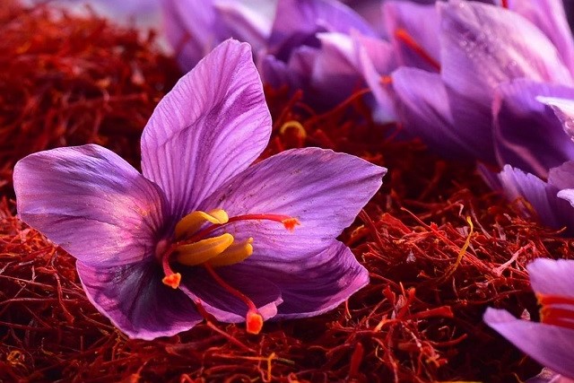 サフラン取り扱い原料サプリメントOEMならシンギ