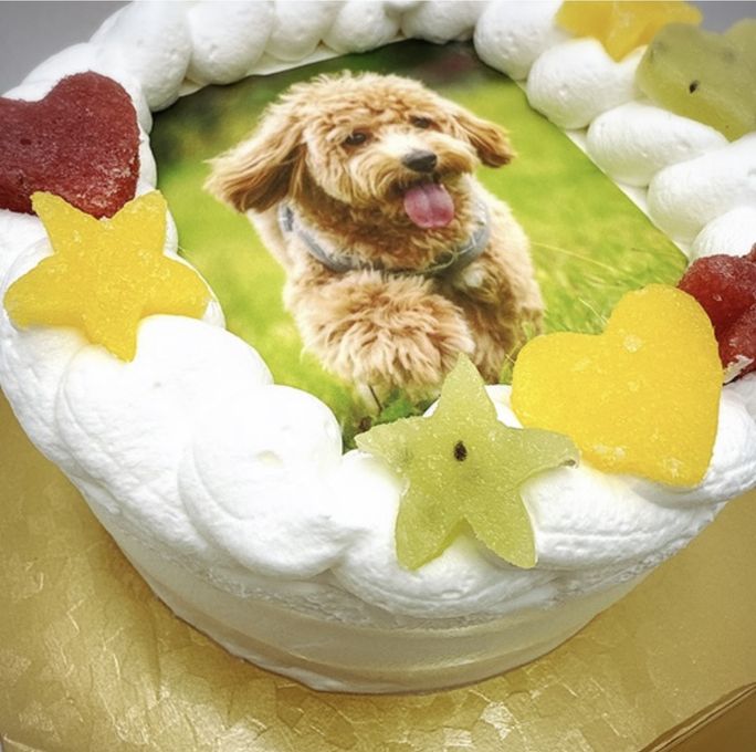 犬用スポンジケーキの作り方と手作りレシピ クリスマスや誕生日ケーキにもおすすめ♡犬ごはん先生 いちかわあやこ オフィシャルブログPowered by Ameba