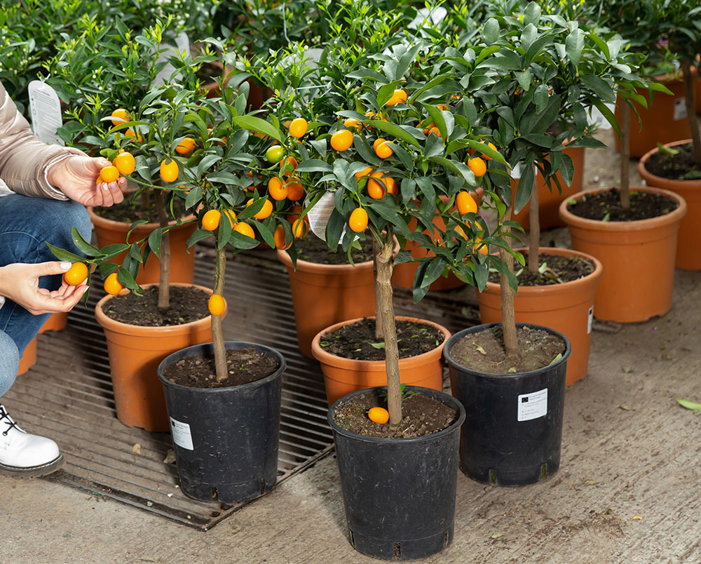 冬のお楽しみ果物金柑の摘果作業を剪定バサミを使ってゆるゆるっとやってみました