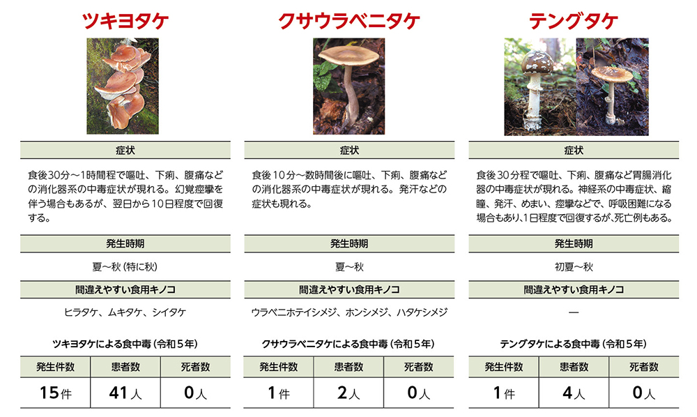 ツノシメジ 今年は当たり年だったらしい。きのこ堂日記