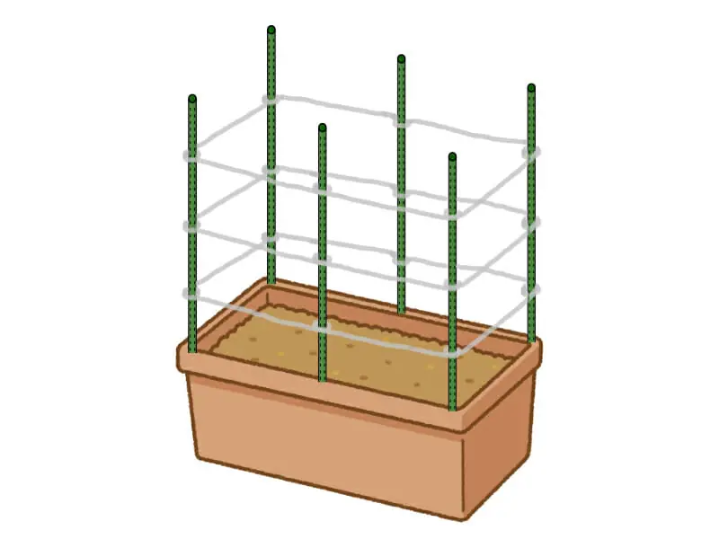 ピーマン栽培における簡単、丈夫な支柱の立て方農家web