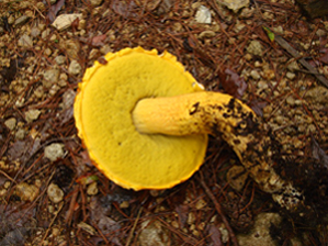 7.傘の裏側がスポンジ状になるきのこ 野生きのこの世界 -- 公益社団法人農林水産・食品産業技術振興協会