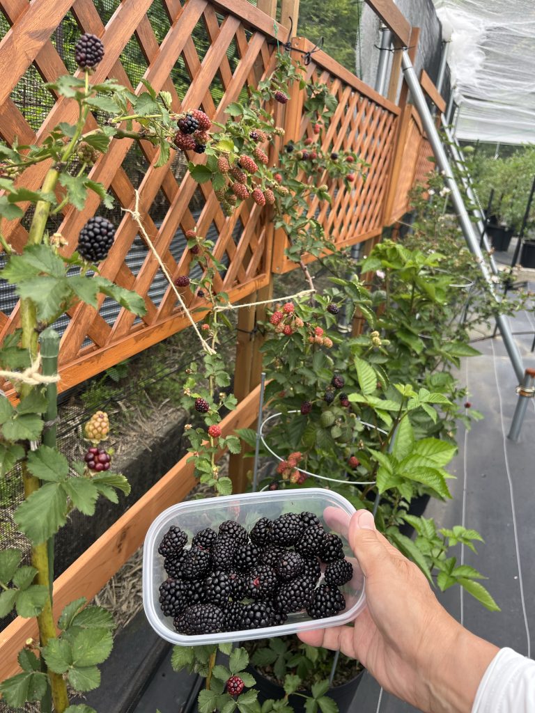 ブラックベリーの美味しい食べ方やレシピとは？体にうれしい栄養がたっぷり！CHANOYU