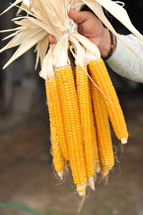 シカゴ編2022その5 ビルをぬって走るシカゴループと立地抜群なシカゴ・オートグラフ・コレクションホテル。 - 新Ｙ'ｓクロニクル