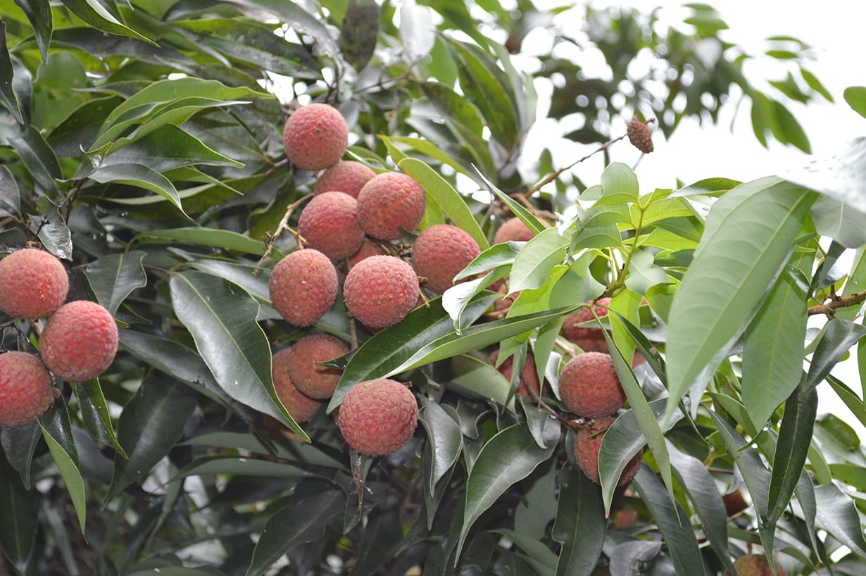 ランブータンとは?ライチとの違いや美味しい食べ方などマイナビ農業