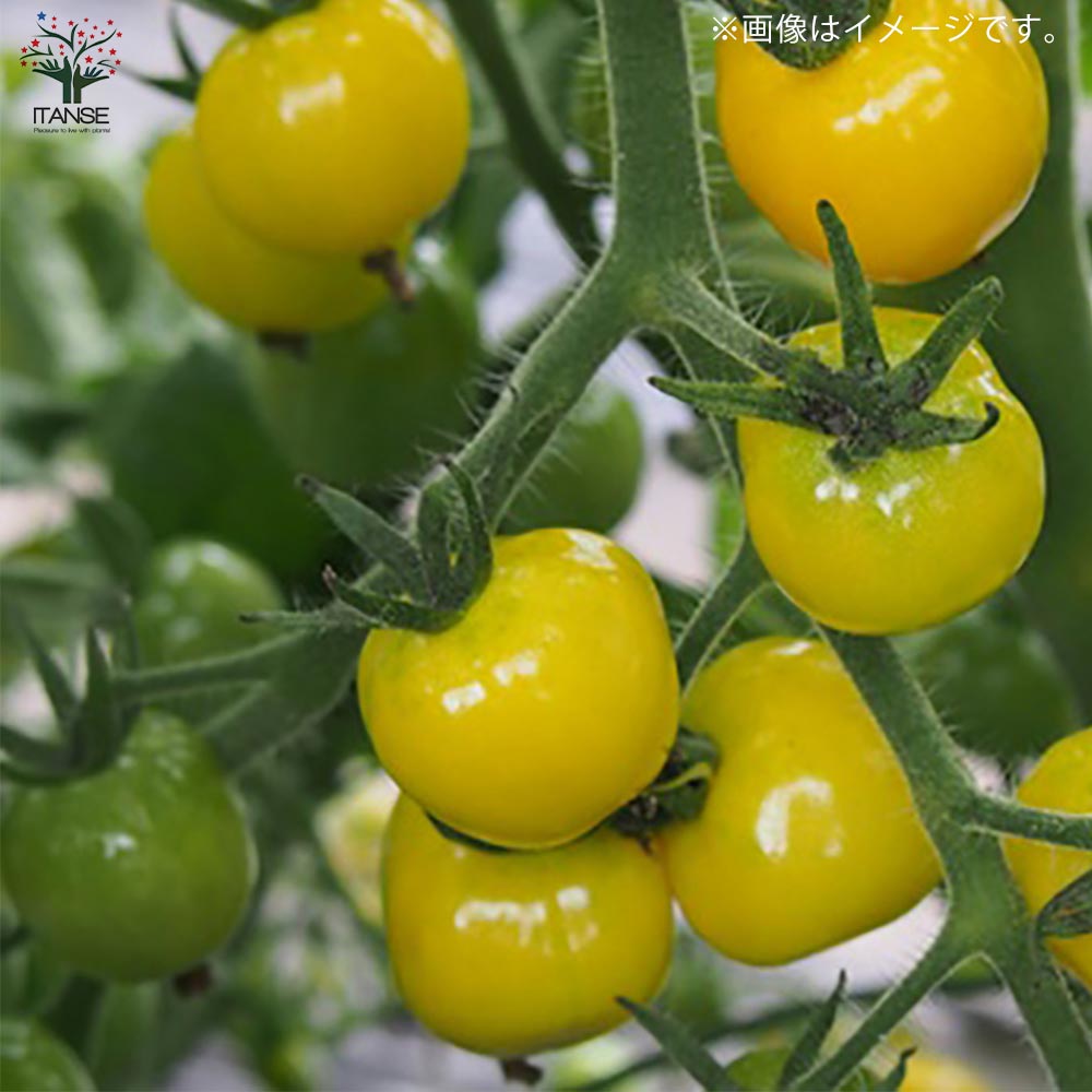 プチぷよ 黄色実 新食感！薄皮ミニトマト2個～ 9cmポット 自根苗植物のＩＴＡＮＳＥ 全品送料無料・即出荷