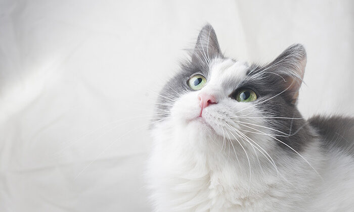 キャッツファインフード シニア No.5 サーモン＆チキン 85g 猫 キャットフード ウェットフード レトルト 鶏肉 魚 ミール不使用 フルーツ野菜 水分補給 ドイツ