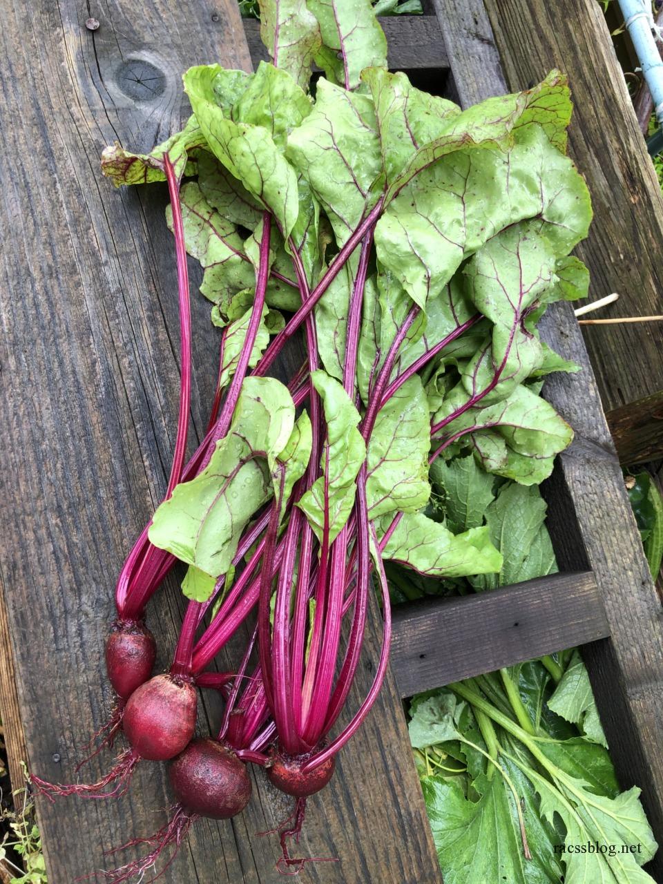 有機栽培サラダビーツ1kg の販売・通販 - 有機野菜の宅配 ぶどうの木