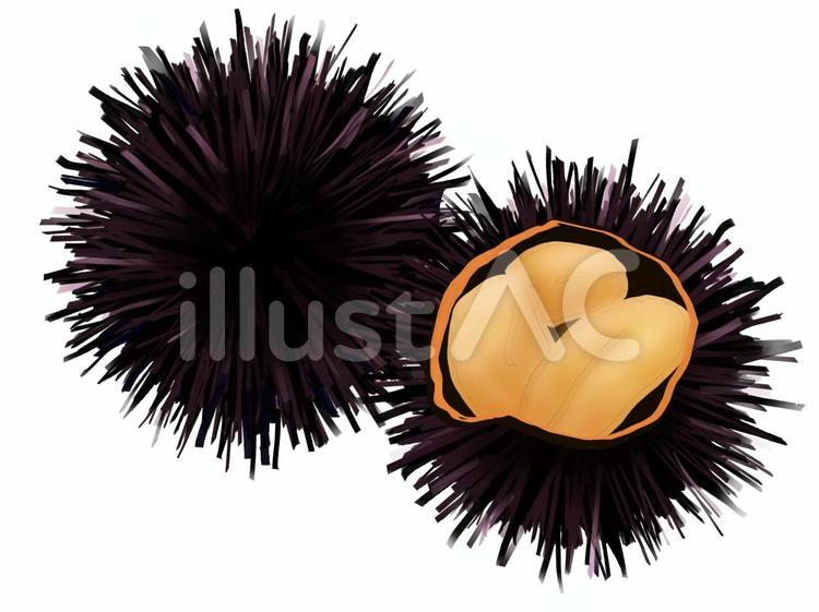 お届けされたウニの中身はスッカスカCARAVAN STORIESキャラバンストーリーズマスターズサイト