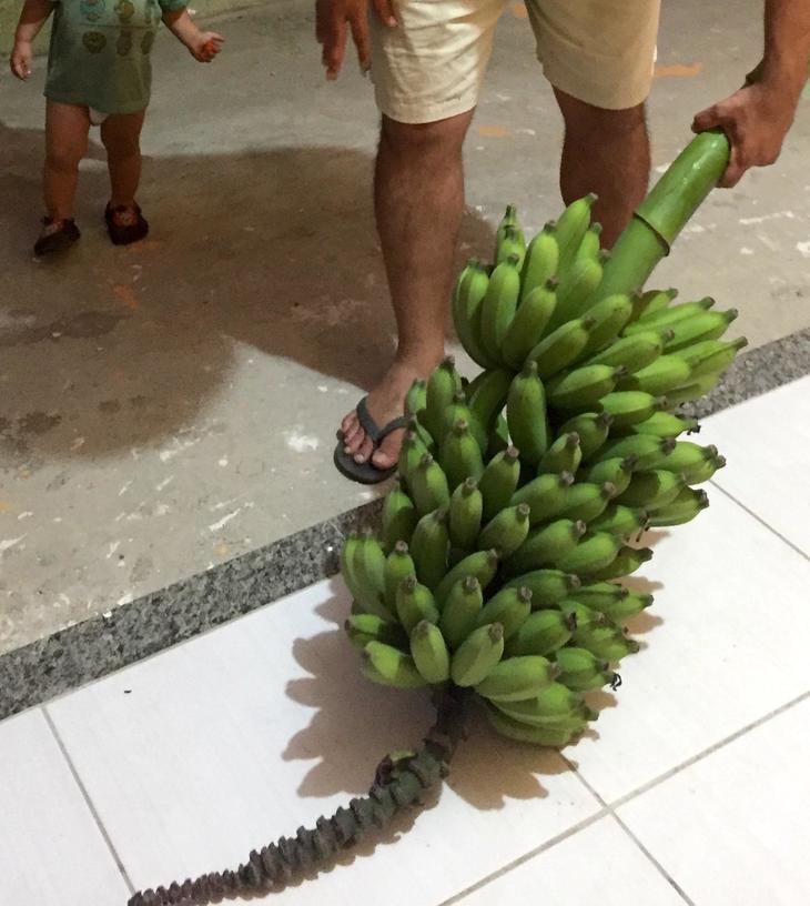 幻のバナナ。南米で美味最高峰。120cm糖度モンスター☆ゴールデンブラジルバナナ バナナ