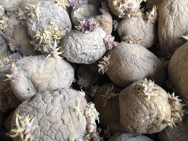 じゃがいもから芽が出てきた!間違った保存法でこんなことに!ちなみにまだ食べれるの