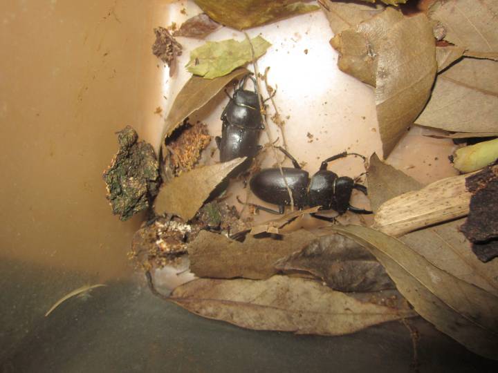 最新 カブトムシ・クワガタの飼育方法 成虫・幼虫・産卵も！子供とお出かけ情報「いこーよ」