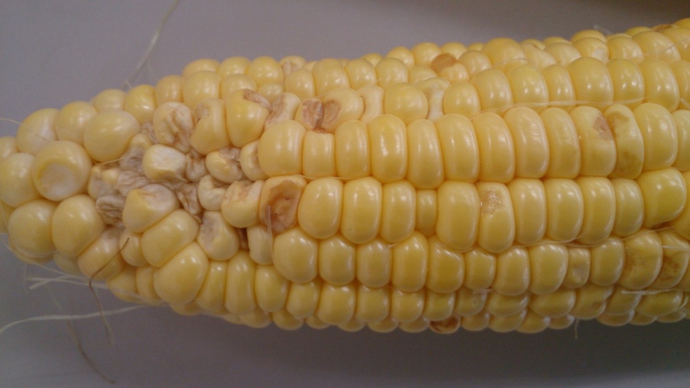 とうもろこし購入前にチェック！虫を避けるための見分け方！コツと注意点も解説 ぱるとよ- エキスパート - Yahoo!ニュース