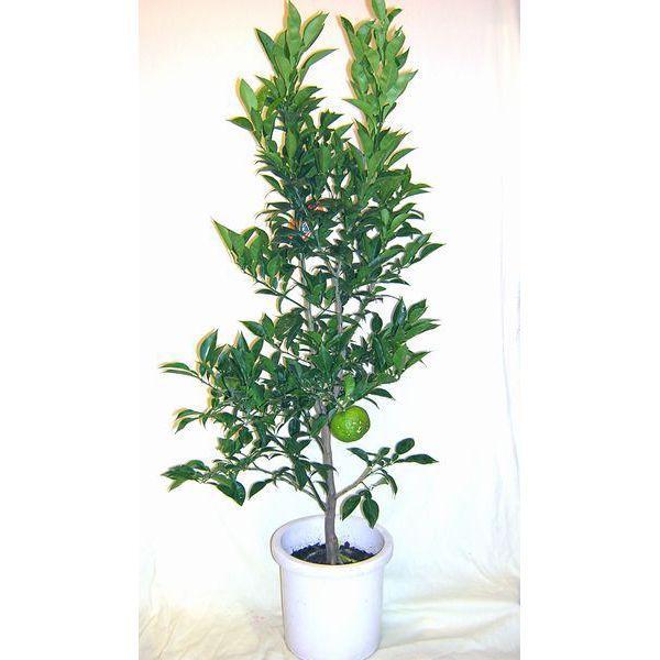 Amazon.co.jp: 大実ゆず 苗木 柚子 9cmポット 3号ベランダで育成: DIY・工具・ガーデン