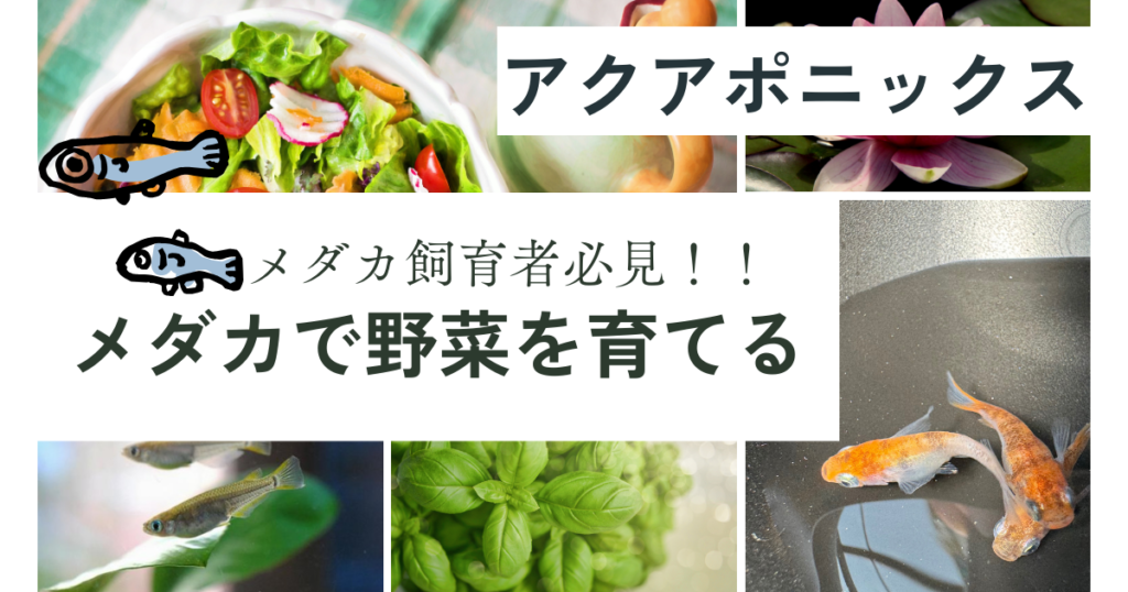 水槽で豆苗 野菜の水耕栽培 を育てようとしたけど撃沈！水が腐った。九州アクア日和
