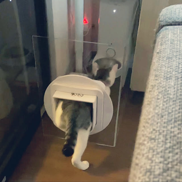 猫のご飯はお家のどこであげるべき？食べやすいと感じる6つの場所ねこちゃんホンポ