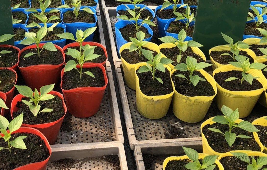 由仁町の花のまつうらさんへ行ってきました。 : 猫だらけ Powered by ライブドアブログ