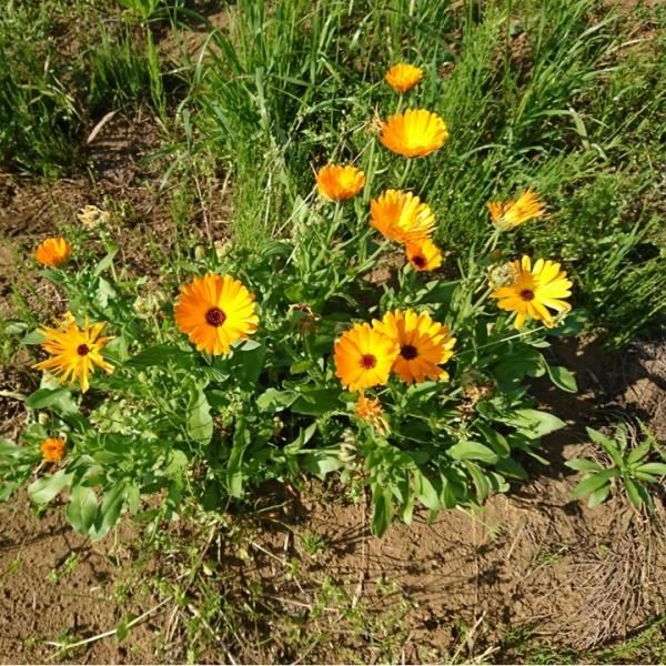 エディブルフラワーの種 食用カレンデュラ スノウプリンセス