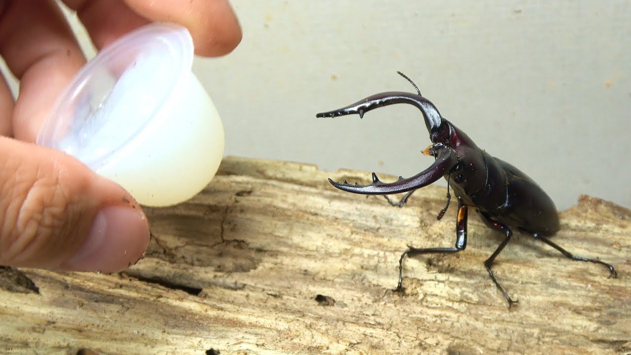 小さいクワガタの秘密しんちゃん