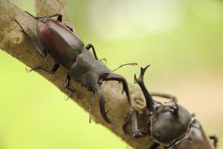 クワガタはどうやって飼えばよいの？飼い方や道具・エサについてご紹介！comottocomottoコラム - NTTドコモ