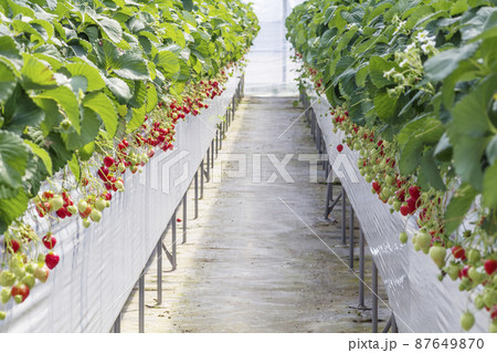 ビニールハウス ガーデンハウス フラワーハウス 家庭用 1段 小型 ミニ 霜よけ 雨除け 園芸 温室 害虫対策 工具不要 簡単設置 家庭菜園 庭ガーデニング