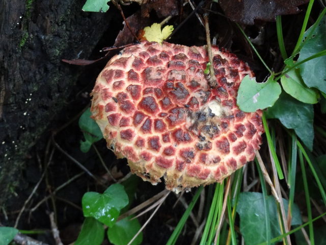 ベニテングタケを毒抜きせずに食べたらめっちゃ美味しかったけどしっかり中毒した野食ハンマープライス