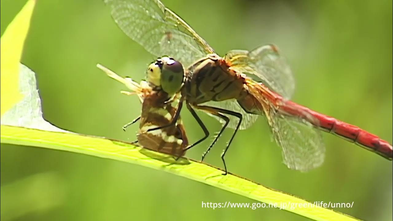 キイロスズメバチを捕食するオニヤンマ 32146000154 の写真・イラスト素材アマナイメージズ