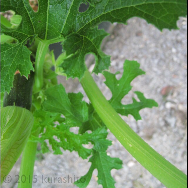 ズッキーニ」のモザイク病春夏秋冬いつもそよ風