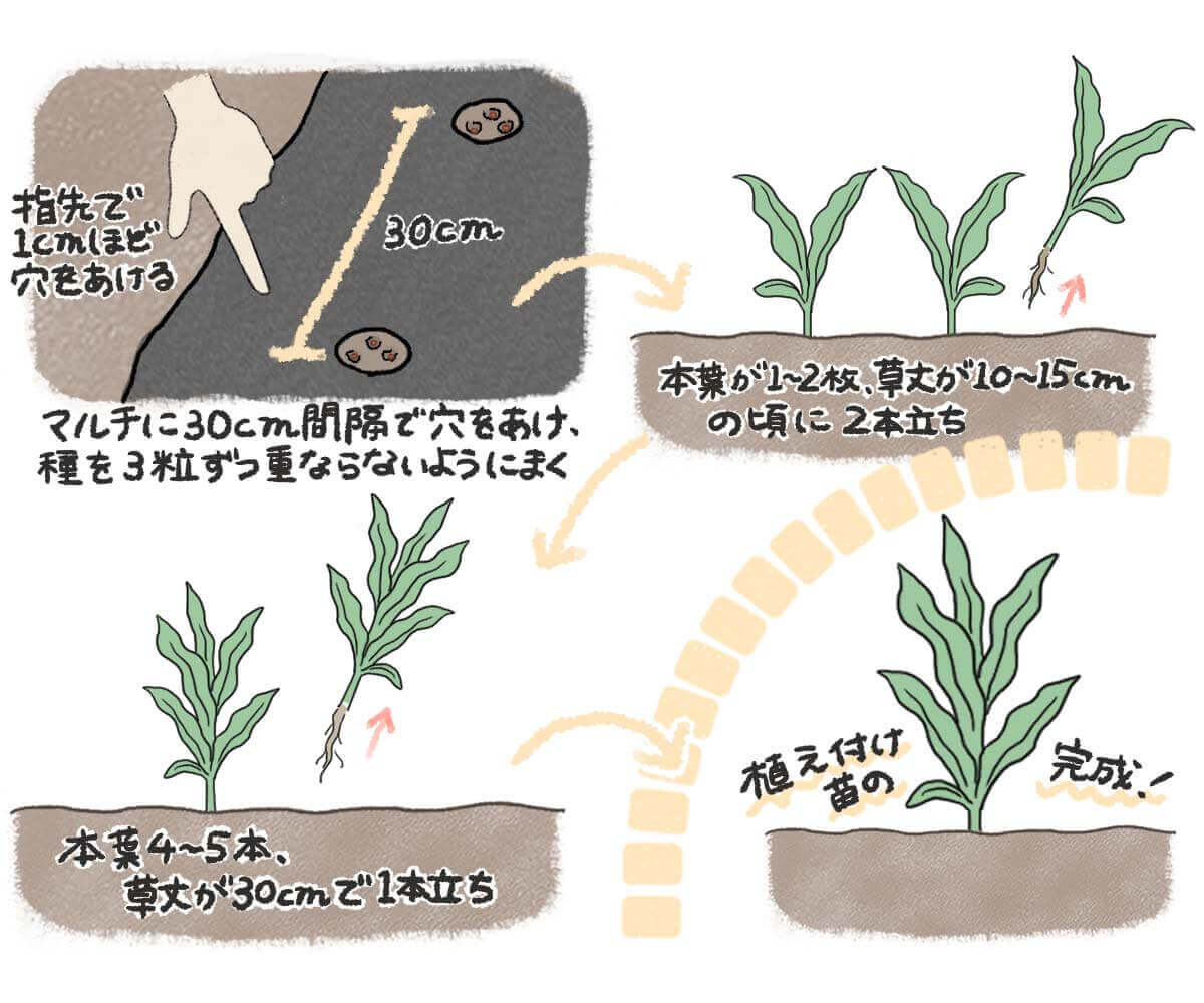 トウモロコシ 種から 「トウモロコシ2024」のページ：ペンギンさんの作物 by 菜園ナビ