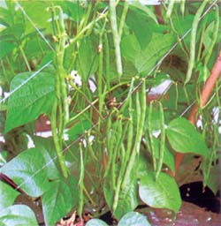 いんげんの知られざる効能：栄養満点な緑黄色野菜の秘密を徹底解説