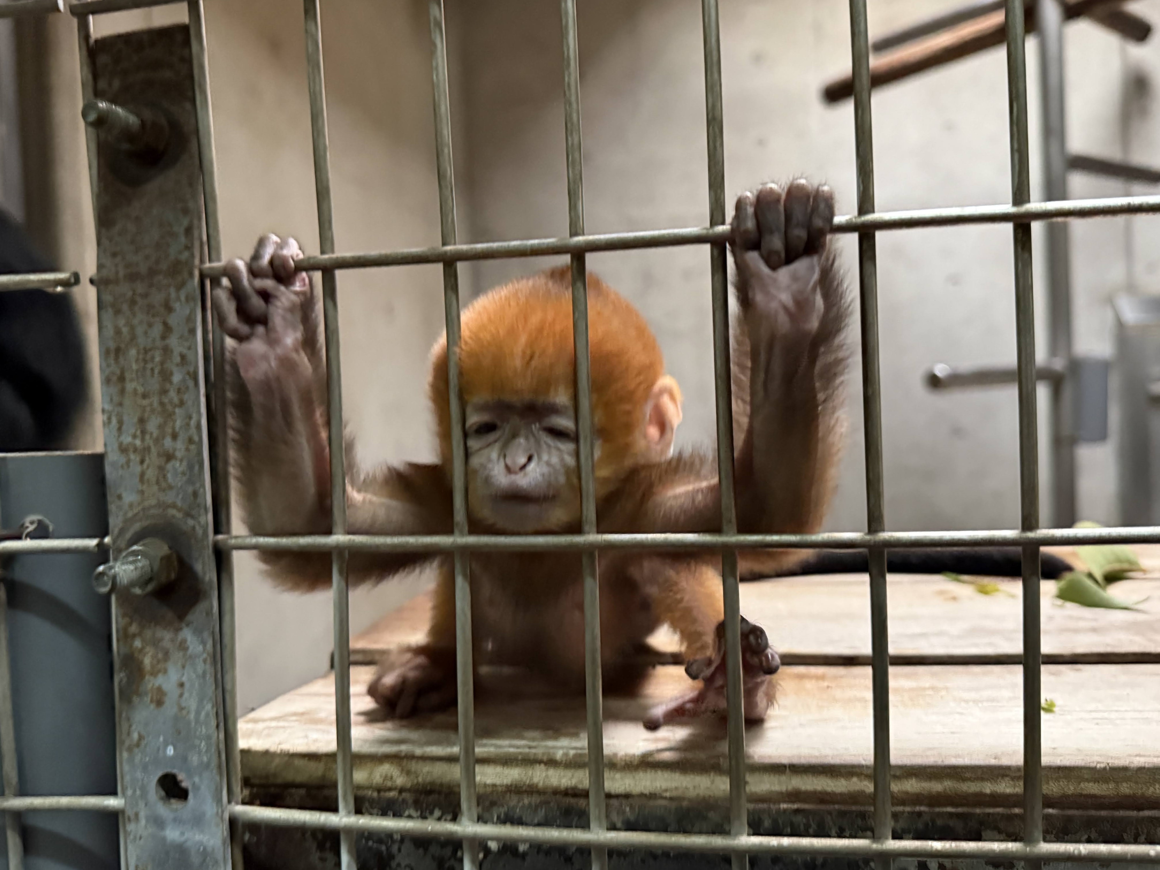 ルワンダ 50フラン アフリカオンス 野生動物 ゴリラ 動物相 プルーフ銀貨 2008年 今年産まれたズーラシア2頭目のフランソワルトンの赤ちゃん！アマナツの子にも本日会って来ました！ ミントよりもオレンジ色の部分が多く残っているように思います！霊長類猿さる