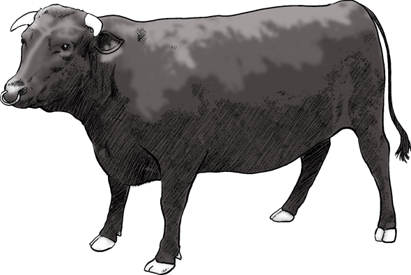 桐箱入の高級和牛 幻の隠岐牛を食べてみた海士町ふるさと納税担当