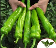 采收辣椒，螺丝椒，牛角椒，羊角椒种植