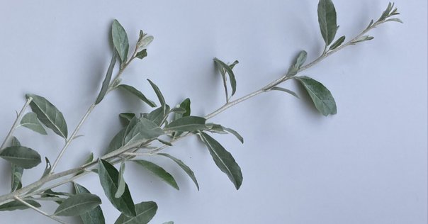 幸せを呼び込む！オリーブを家に置くメリットと飾り方 – Jewelry Plant online